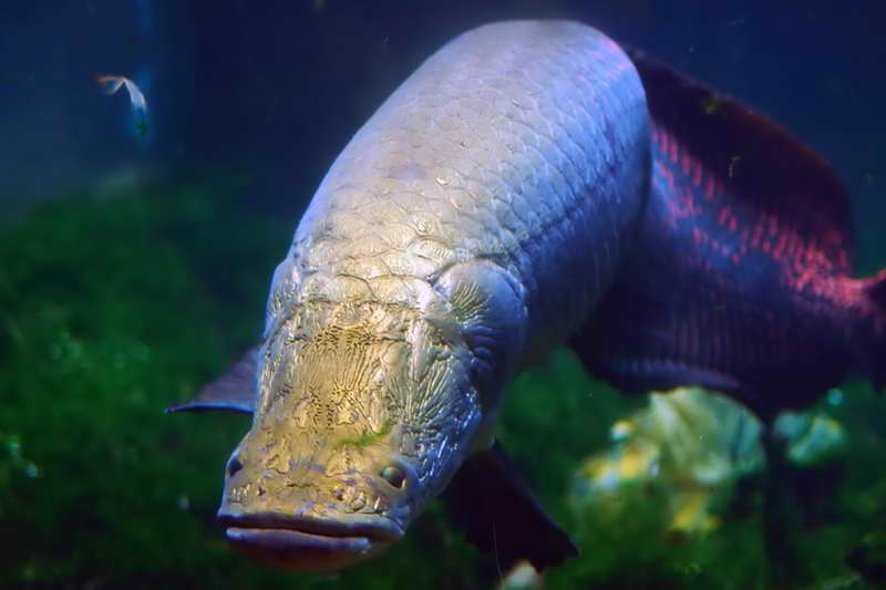 Арапаима гигант рыба