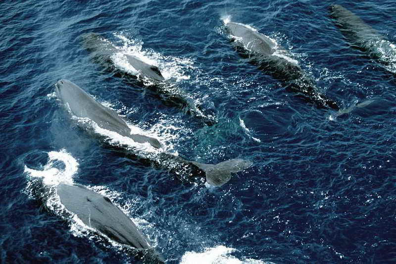 Группа китов