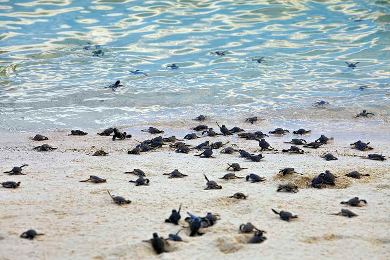 Морские черепахи миграция