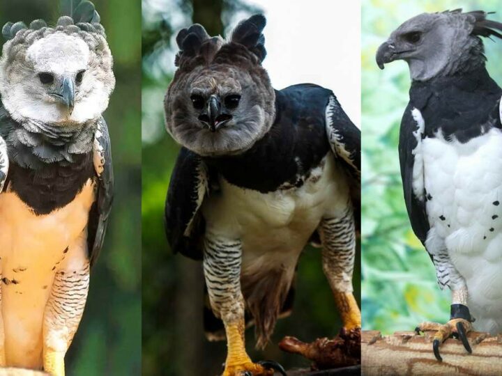 Самый сильный орел в мире: 22 интересных факта о гарпиях