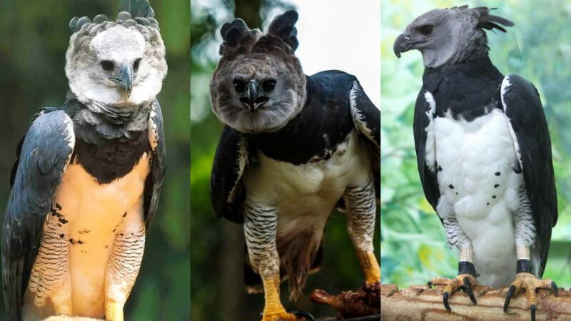 Самый сильный орел в мире: 22 интересных факта о гарпиях
