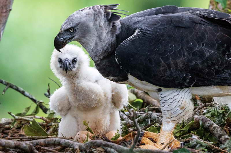 Птенец орла гарпии в гнезде