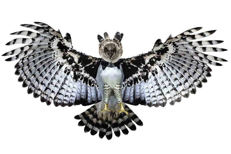 Размах крыльев орла гарпии