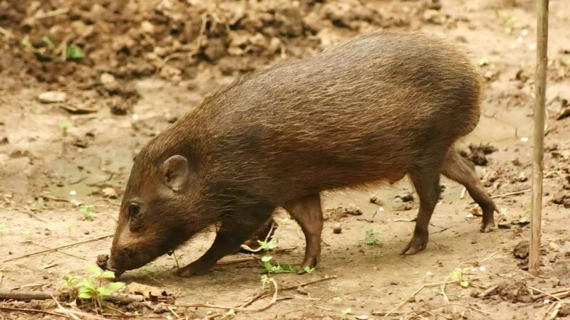 Карликовая свинья — самая маленькая и редкая дикая хрюшка