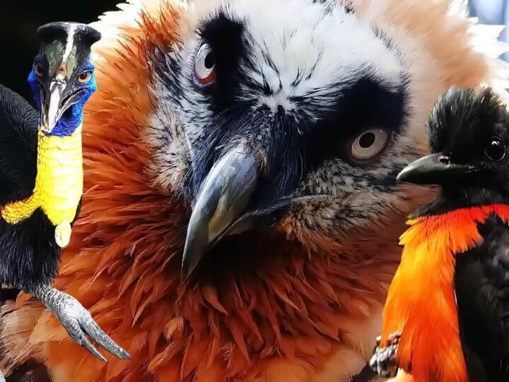 Лучше не встречаться — самые опасные птицы в мире