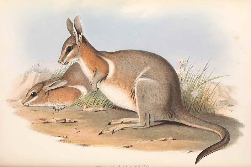 Полулунный кенгуру
