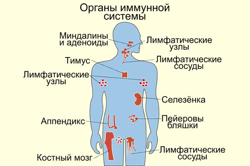 Органы иммунной системы человека